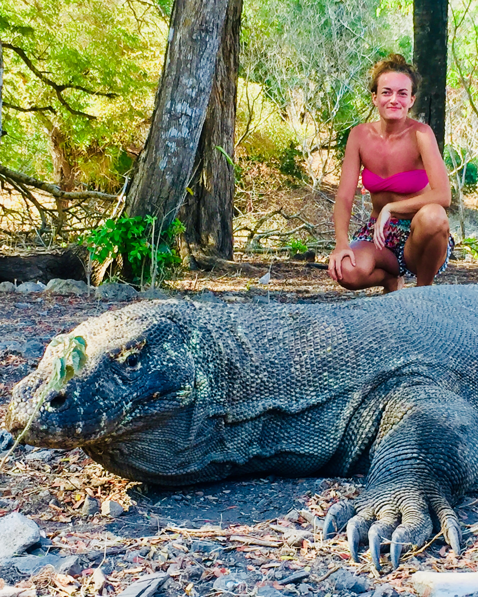 Varan Komodský